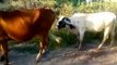 WhatsApp Funny Videos 2015 - Two Cow Doing Sex Video - Funny Videos - WhatsApp Funny Videos_2 - Video Dailymotion_2