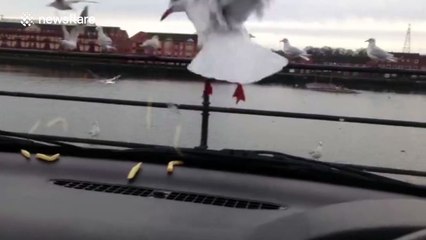 These people really know how to troll seagulls