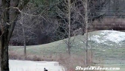 Coyote Plays with Ball in Yard
