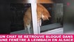 Un chat se retrouve bloqué dans une fenêtre à Leimbach en Alsace ! L'histoire dans la minute chat #99