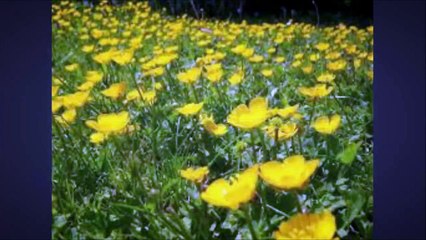 VIDEO  Bonne Année 2016 by BLACKCAT