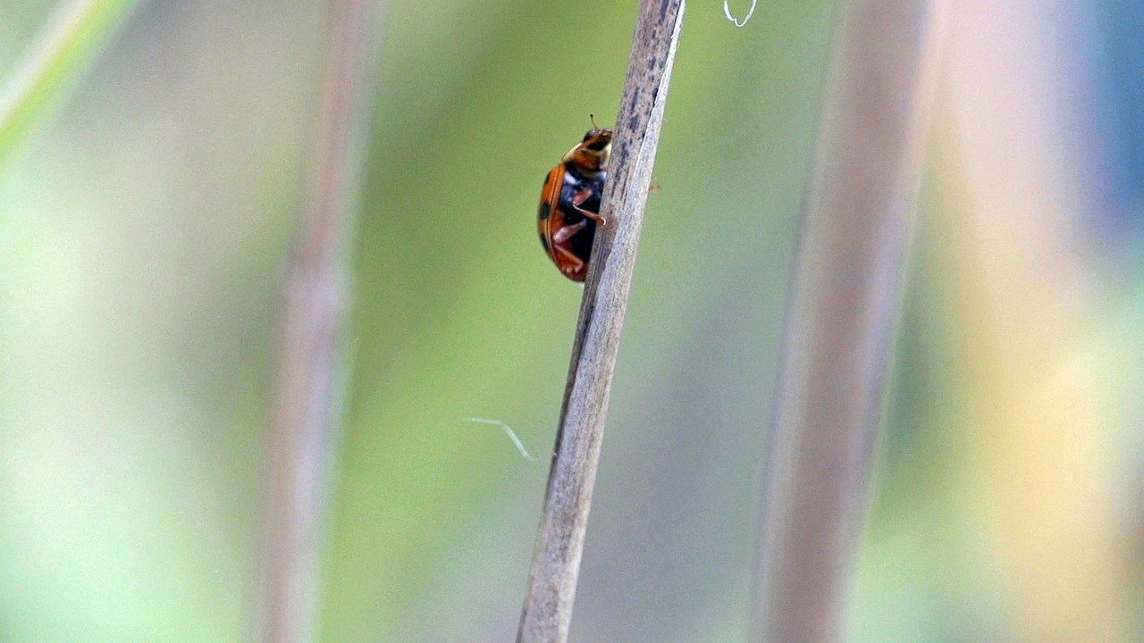 Ladybug Climbing