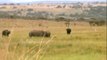 Rhino Kills Cape Buffalo (South Africa)