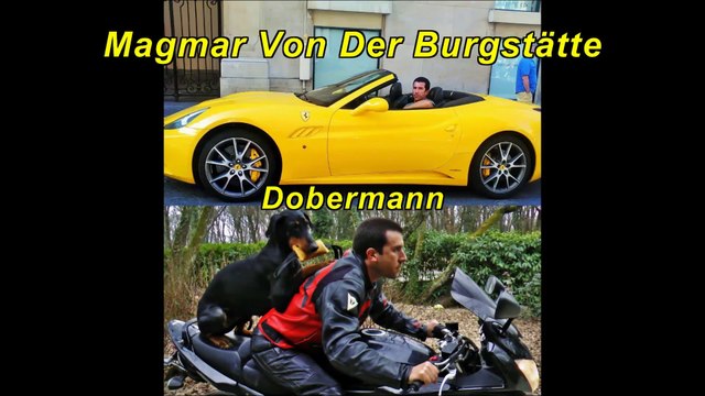 Magmar Von Der Burgstätte dobermann lignée 100% travail