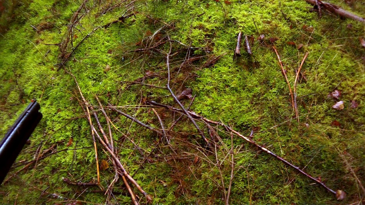 chasse bécasse  Meymac 2014