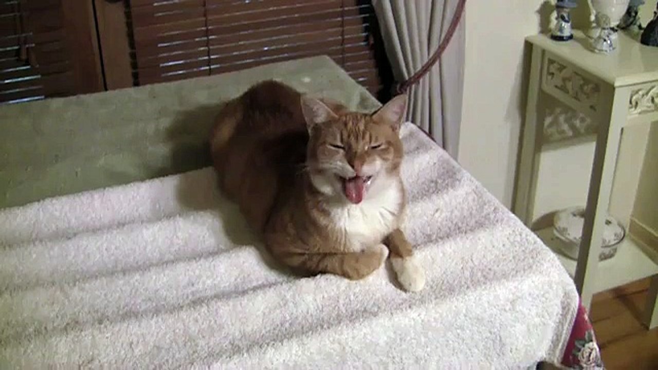 Talkative Cat 2016