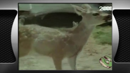 LASSIE - Videosigle serie tv in HD (sigla iniziale) (720p)