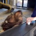 Le tours de magie pour le singe