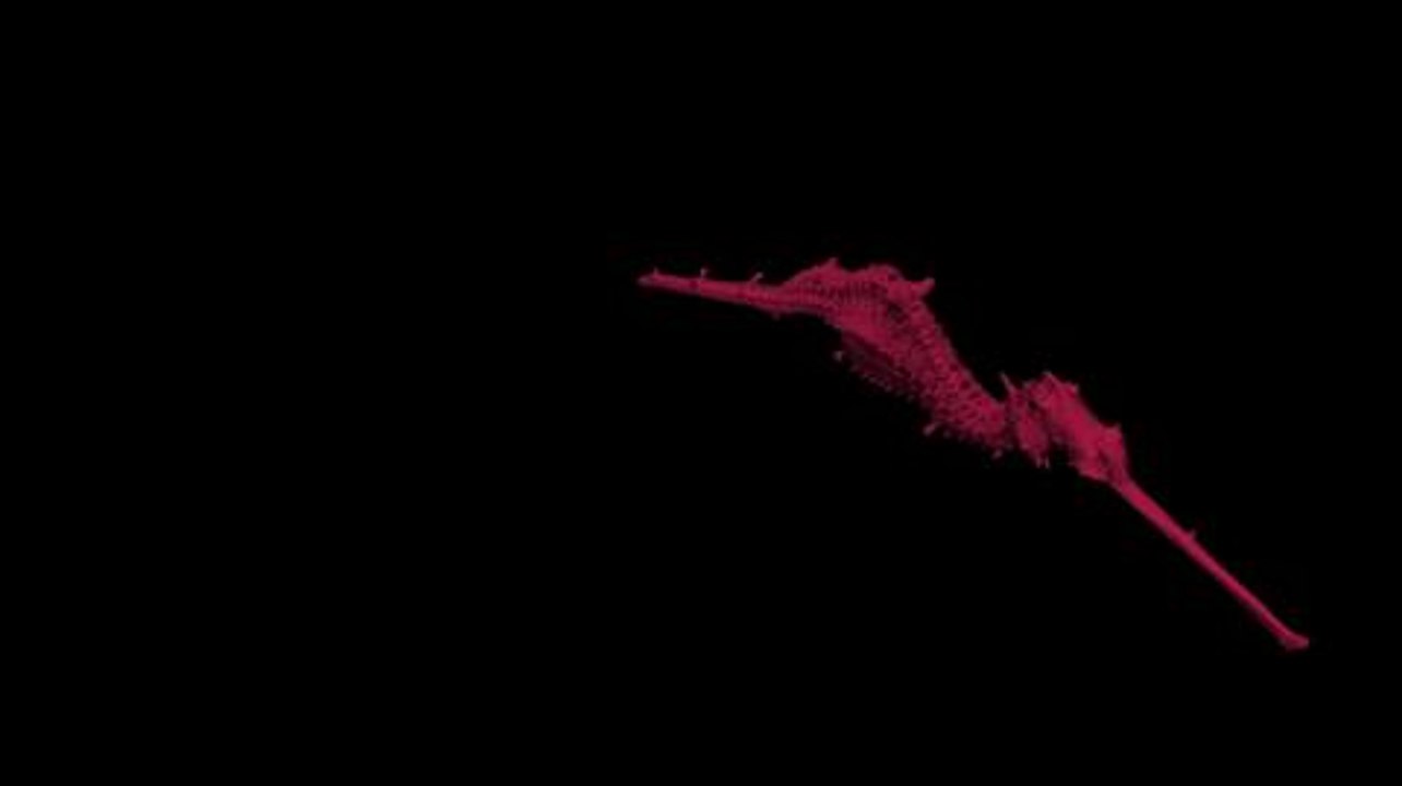 Ruby Seadragon Discovered