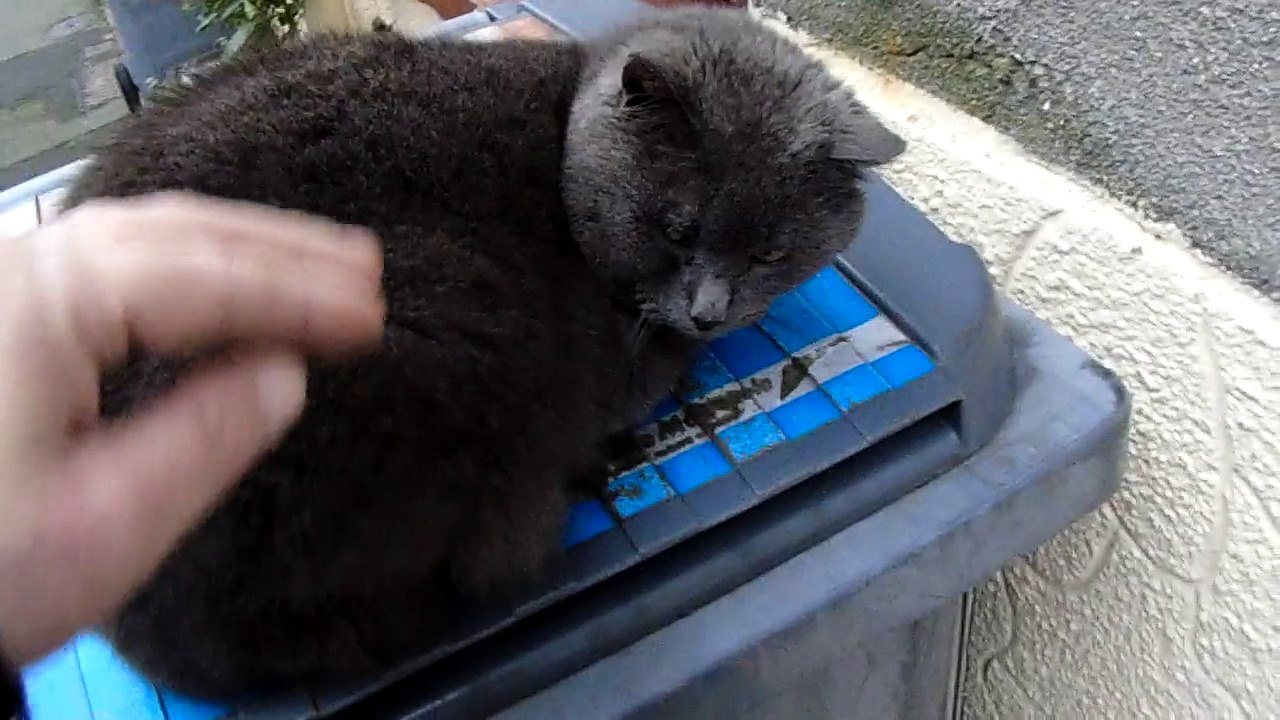 vidéo de grisioulle