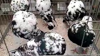 Video Pigeon Giadetano High-level Mchae...