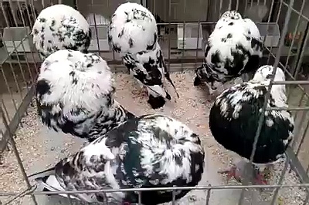 Video Pigeon Giadetano High-level Mchae...
