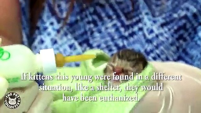 Two Day Old Kitten Covered in Maggots Rescued by an Unlikely Dog