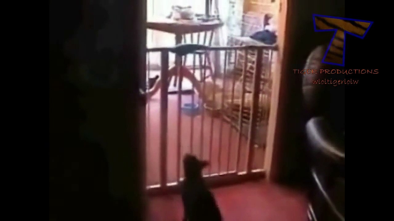 Funny cats LOL you will probaly end up giggling or smiling