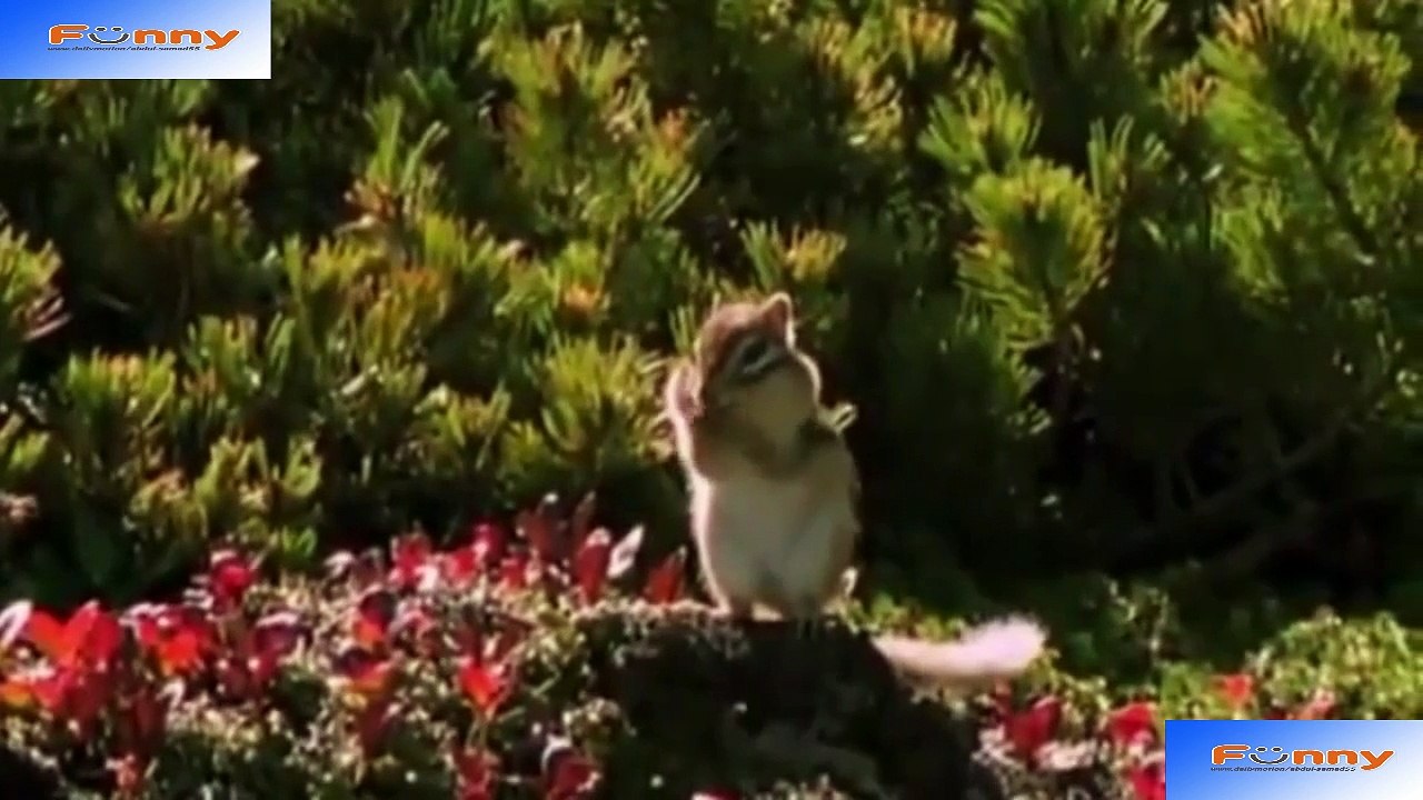 FUNNY ANIMALS 2016