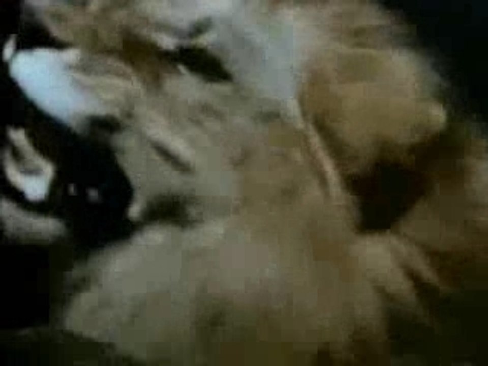 Tarzan - Générique