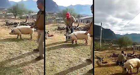 Instant karma pour un fermier face à un cochon