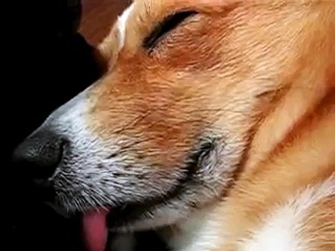 Angry Corgi Throws A Fit After Hooman Trimmed His Butt Fur When He Sleep