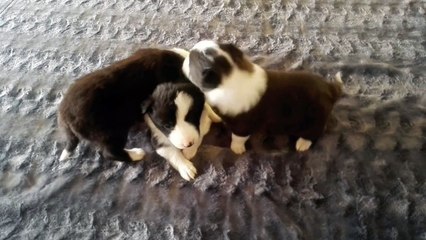 AMÓN, APIS Y OSIRIS