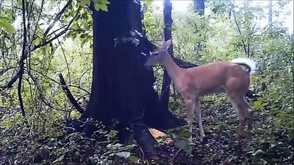 NEW! TOP 10 funniest animal farts 2015!_ By Toba.tv