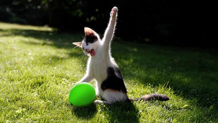 Cats and dogs vs balloons Funny animal compilation_ By Toba.tv