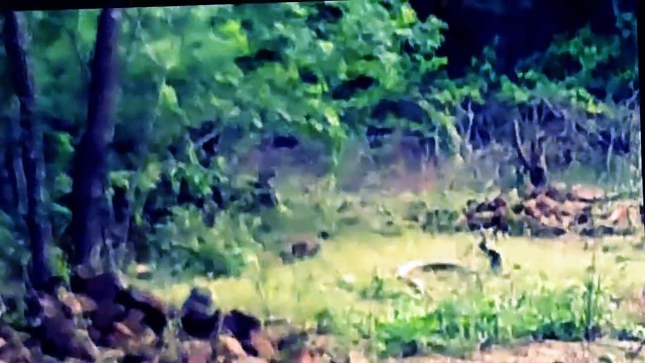 Snake Mating Close Up Video - Youtube