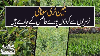 Billion Tree Tsunami | Incubation of Nurseries