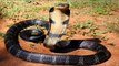 King Cobra Attack Alive : Most Dangerous Snake in the World - YouTube