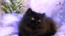 Portrait du chat de race Persan #conseil véto