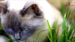 Portrait du chat de race Ragdoll #conseil véto