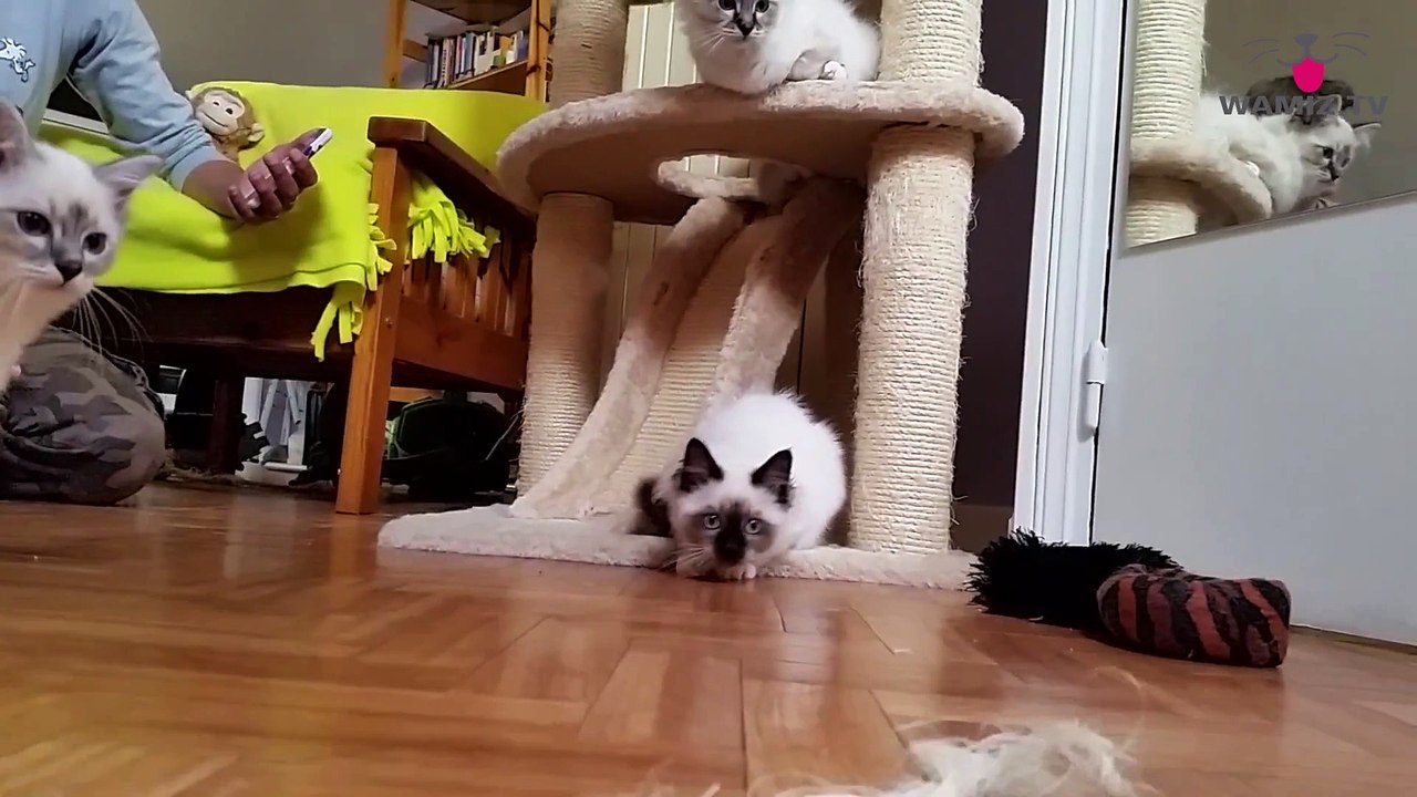 Portrait du chat de race Sacré de Birmanie #conseil véto