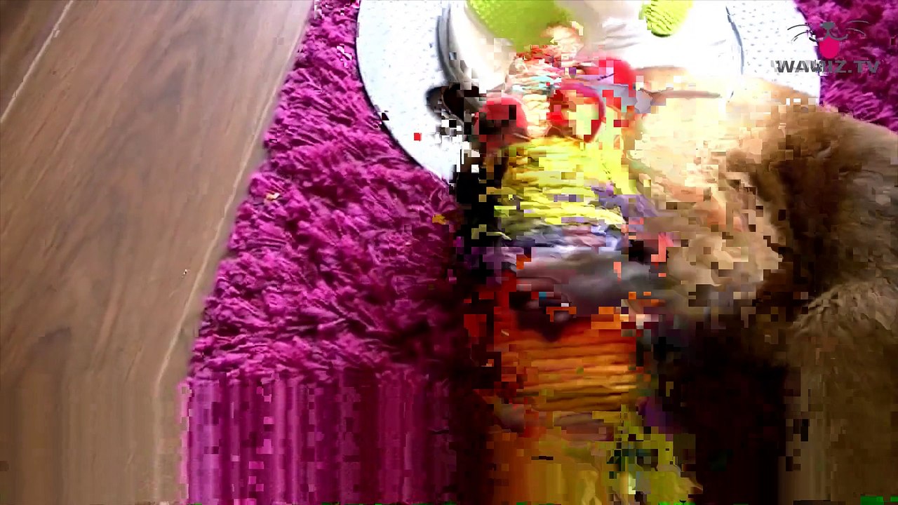 Portrait du chat de race Siamois #conseil véto