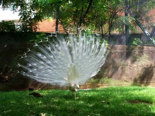 Peacock Mating Dance : Cute Birds Funny Video - YouTube