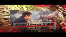 Water damage Restoration Dallas Also Mold Remediation |  Call us 551-227-3001