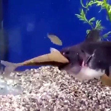 لكم التعليق