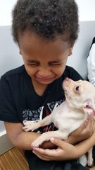 Little Boy Cries over Cute Puppy