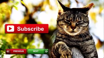 Funniest Dog Vines Compilation 2013