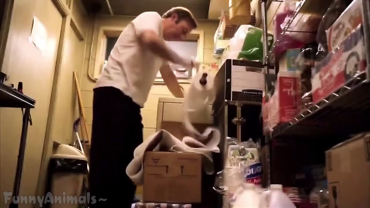 Epic Funny Cats - Compilation Part Two The Cat Strikes Back!