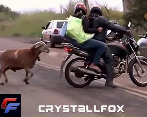 Cabra Loca Suelta Golpeando a Personas, Motos y Mas