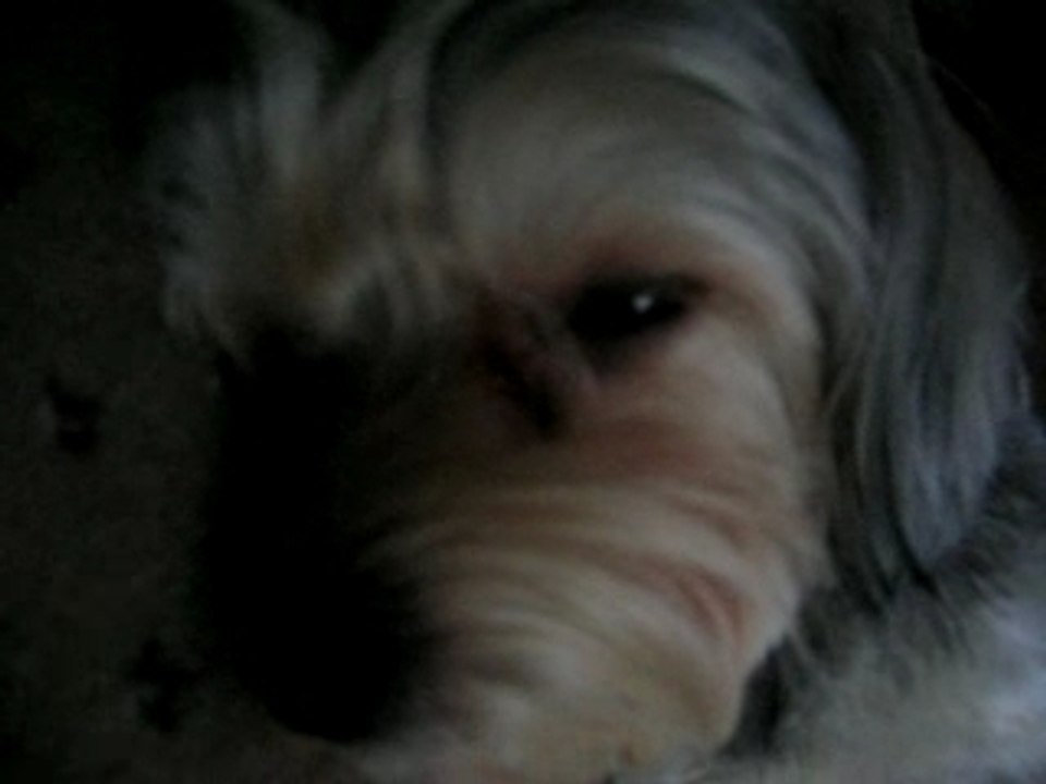 "Pui" Fluffy my puppy 10