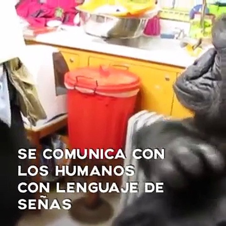 Koko "El Gorila más inteligente del Mundo" envía mensaje a toda la raza humana