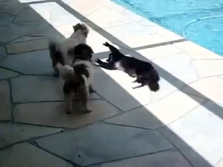 Cat pushes dog into swimming pool