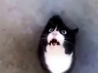 funny videos cats talking ... قطط تتكلم