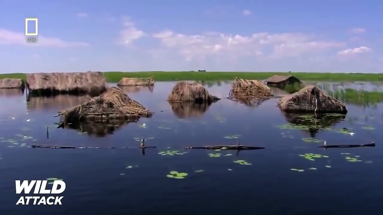 Wild animals attack in Africa - Lion attack human - documentary