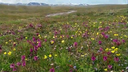 Wild animals - wild Russia Siberia  National Geographic - Nature Documentary Animal planet