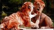 watch Lion Vs Tiger #10   tiger vs lion   lion vs tiger fight   tiger vs lion fight   animal fight