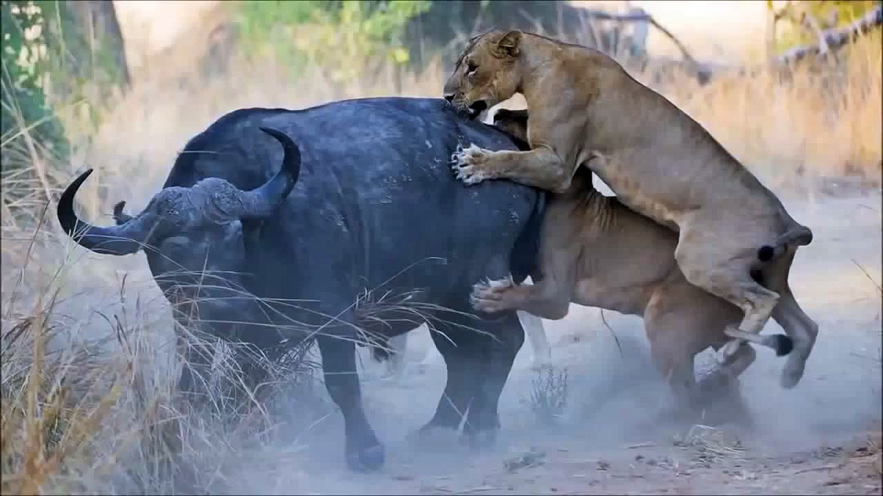 watch Lion vs buffalo #23   buffalo vs lion   Lion Vs BUffalo Fight   bufallo vs lion Figh
