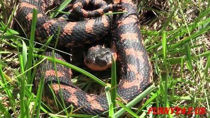 Rainbow Snake (Farancia erytrogramma) Snake Chanel Tv