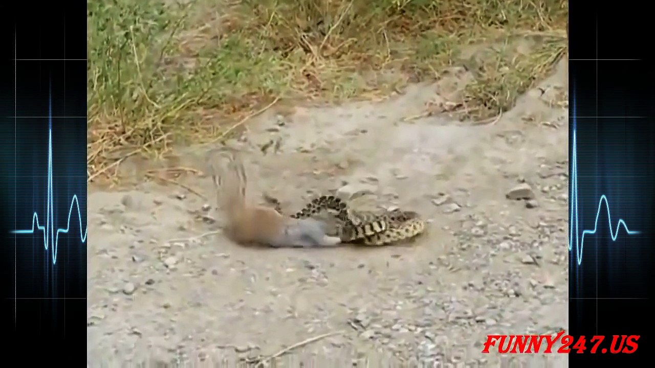 Mongoose vs Snake Top Fighting Video ☆ Snake Chanel Tv