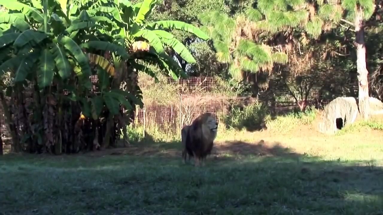 Lion Vs Tiger #2 tiger vs lion fight tiger vs lion fight animal fight